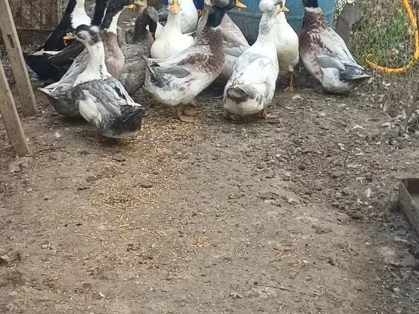 Amerikan Pekin