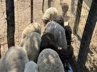 میش, Merino sheep — عکس 3