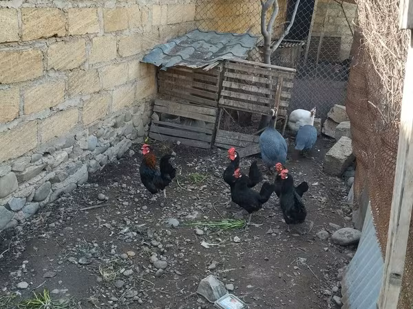 Chickens