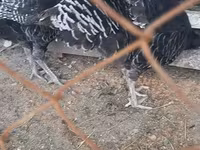 Chickens — عکس 2
