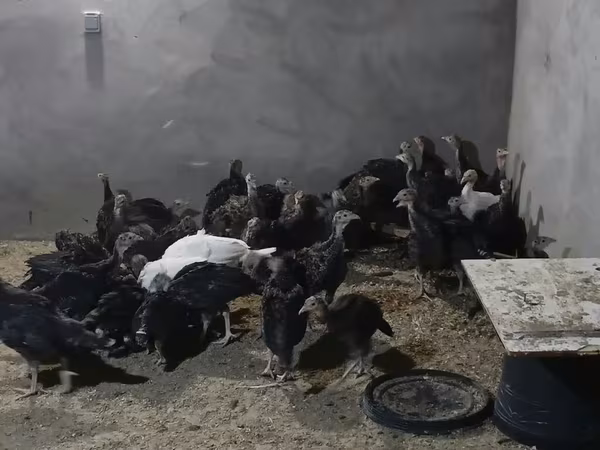 Turkeys