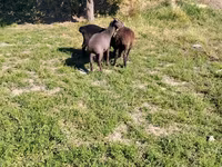 Kambing jantan, Sheep — foto 6