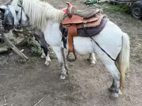 Cavallo, Cavalli — foto 2