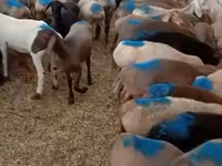 แกะตัวผู้, Rhon sheep — รูปภาพ 1