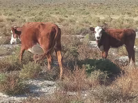 பசு, Latvian Blue cattle — புகைப்படம் 2