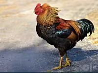 Chickens — foto 2