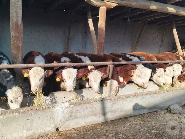 گاو نر, Simmental cattle