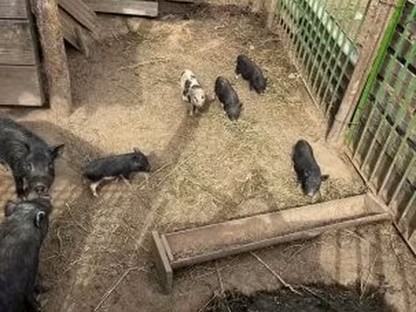 Sow,  — Hungary