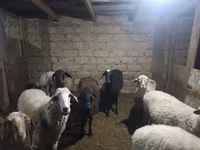 Ovan, Arashan sheep — fotografija 2