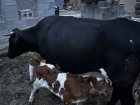 Krava, Latvian Blue cattle — foto 1
