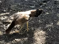 Chickens — عکس 5