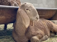 Beran, Arashan sheep — foto 6
