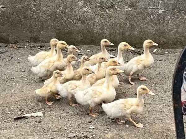 Amerikai Pekin