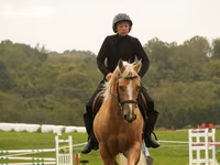 Koń, Quarter Horse — zdjęcie 6