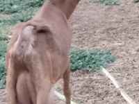 ፍየል, Goats — ፎቶ 1