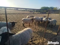 میش, White Suffolk sheep — عکس 5