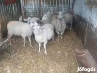 公羊, Sheep — 照片 7