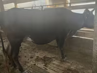 Býk, Latvian Blue cattle — foto 3