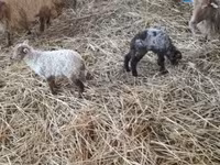 میش, Racka sheep — عکس 3