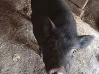 Babi hutan, Pigs — foto 2