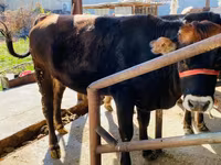 گاو نر, Swiss cattle — عکس 1
