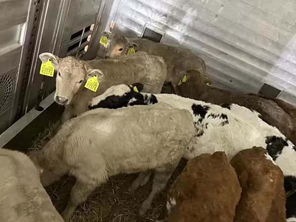 የከብት እንስሳት (ቡድን፣ ጾታ አልተጠቀሰም), Cattle