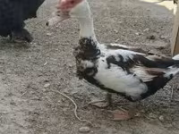Domestic Muscovy — φωτογραφία 3