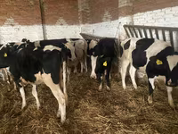 Ng'ombe jike, Russian Black pied cattle — picha 2