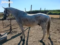 Kůň, Koně — foto 4