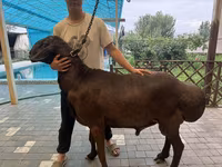 Koç, Hissar sheep — foto 3