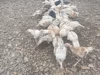 Turkeys — photo 2