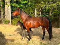 Kobyła, Rocky Mountain Horse — zdjęcie 5