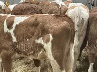گاو و گوساله (گروه، جنسیت مشخص نشده), Russian Black pied cattle — عکس 8