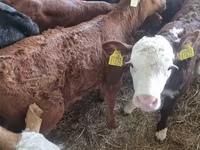 公牛, Limousin cow — 照片 2