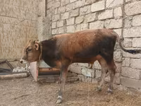 Byk, Russian Black pied cattle — zdjęcie 4