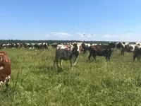 Ko, Holstein-race — foto 1