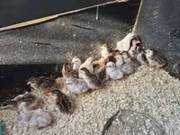 Guinea fowl — լուսանկար 1