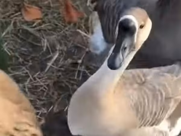 Geese