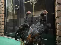 Chickens — foto 5