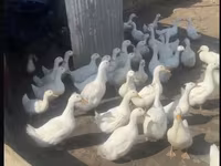American Pekin — foto 2