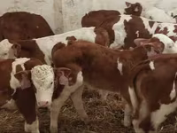 Toro, Simmental cattle — foto 2