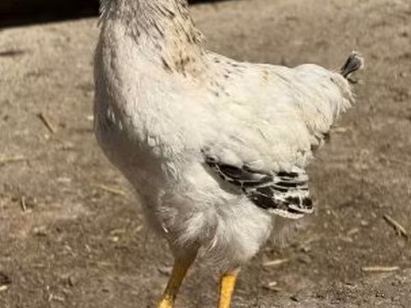 Chickens