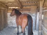 암말, Međimurje horse — 사진 5