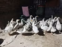 Geese — 사진 6
