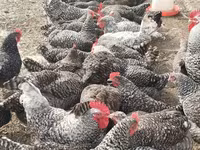 Chickens — Foto 3