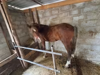 Hingst, Heste — foto 1