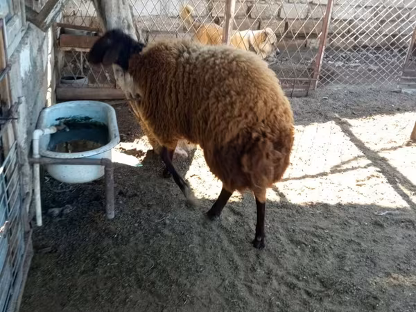 Хуц, Blackheaded Persian sheep