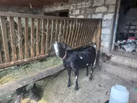 Jarac, Nubian Goat — fotografija 3