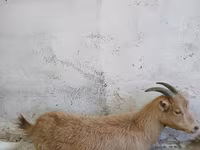 Kambing betina, Saanen goat — foto 1