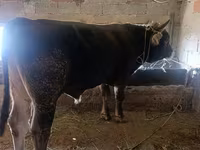 Býk, Skot — foto 1